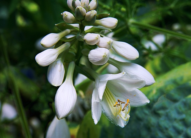 산옥잠화