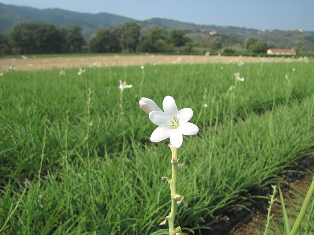 튜베로즈