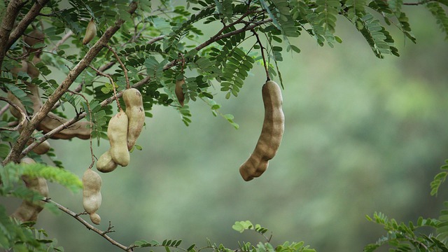 타마린드