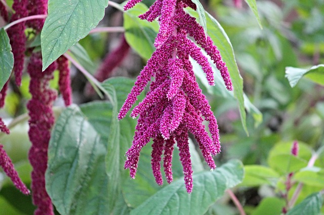 색비름