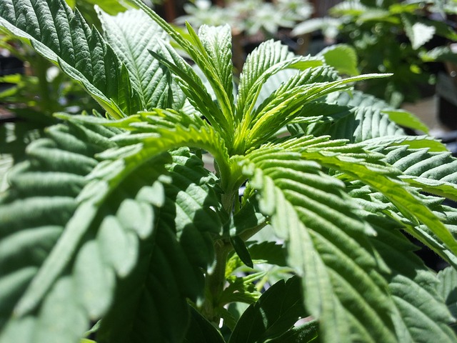 마