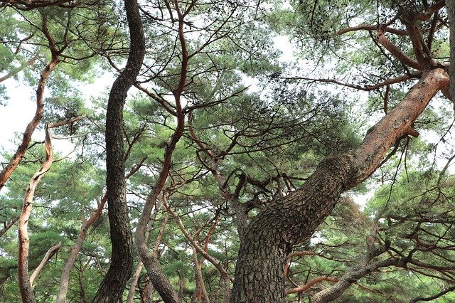 소나무