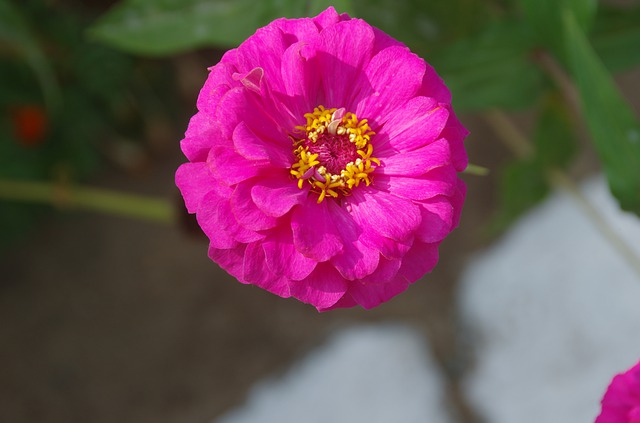 백일홍